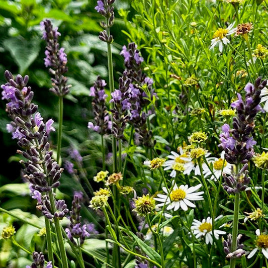 Fall Planning for a Spring Garden Renovation