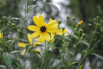 Hundreds of Native Plants for Fall Planting at Natureworks!