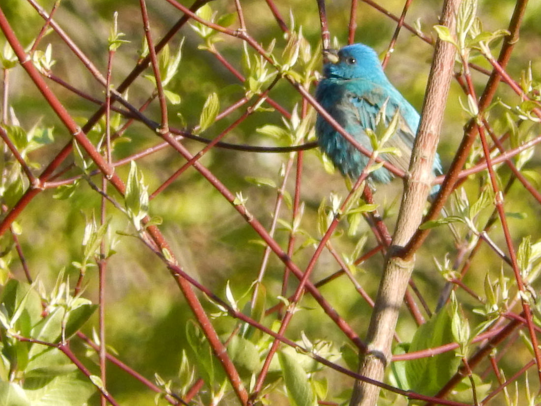 Birds and Spring Belong Together!