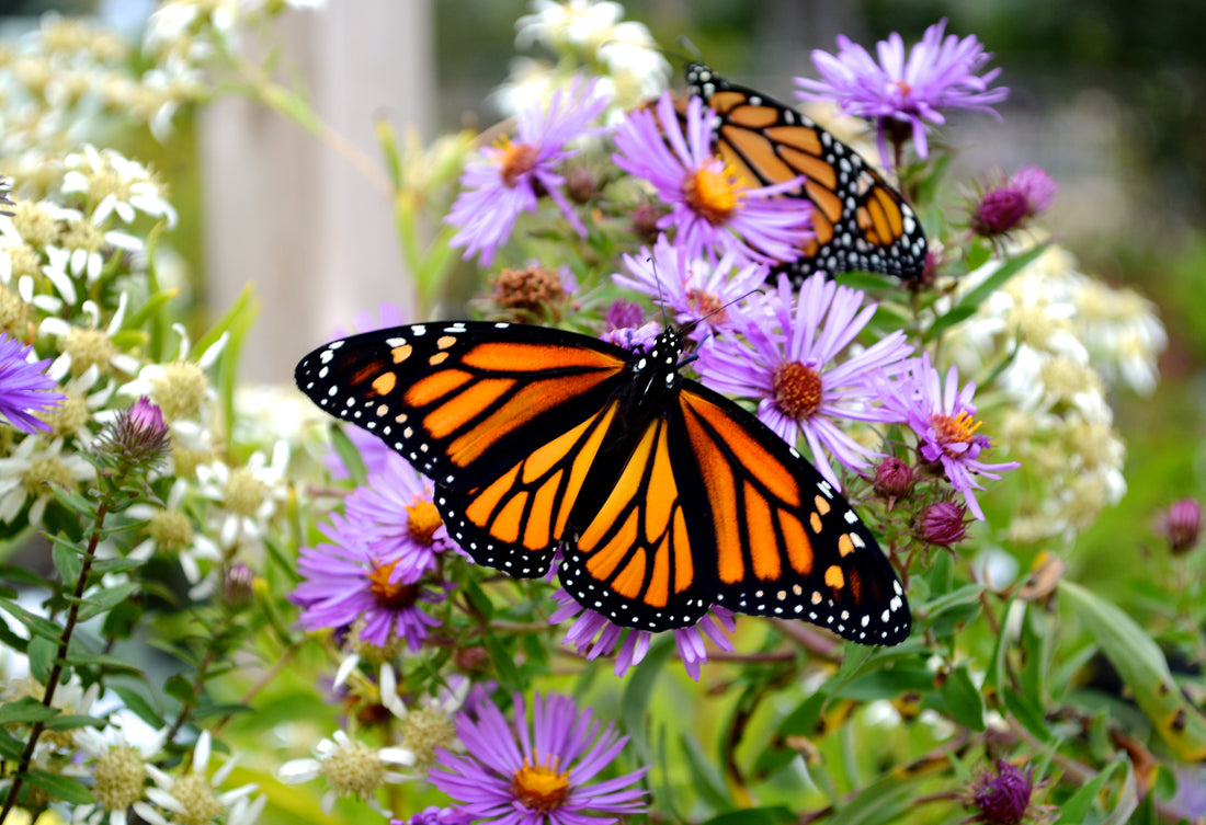 Butterfly Gardening