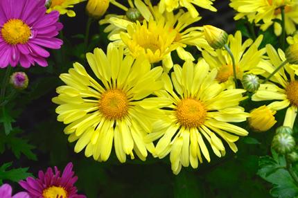 Your September Garden in Living Color- Part 2