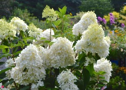 Panicle Hydrangeas are so EASY to Grow!