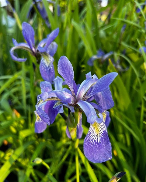 Celebrate Pollinator Month with Native Plants