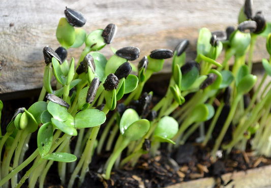 A Season of Seeds...and Hope