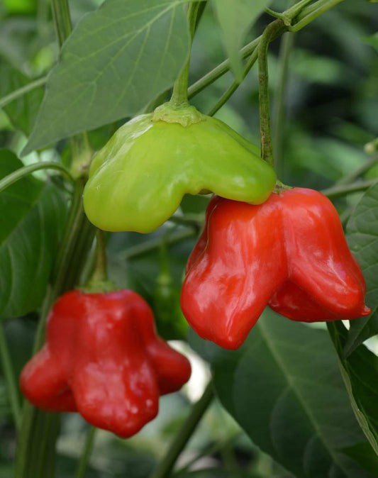 Mad Hatter Pepper