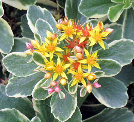Drought Tolerant List