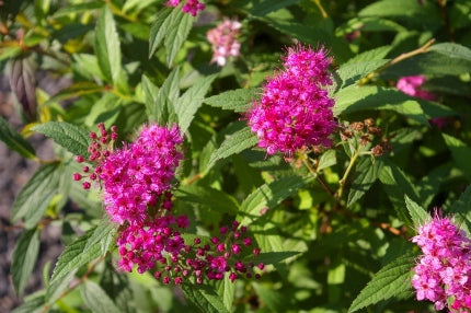 Spring Pruning of Summer Blooming Shrubs