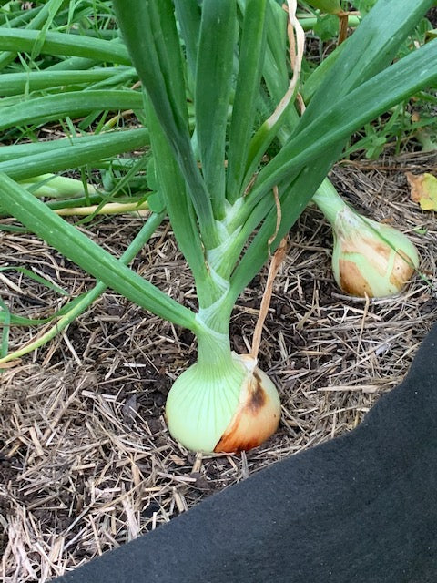 Sowing Big Organic Onions