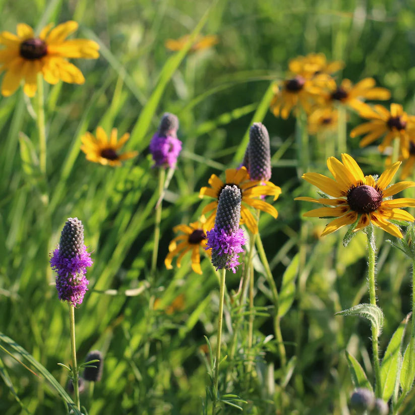 Flowering Lawn Purple Prairie Clover Seed 250sqft