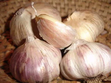 Russian Red Garlic - Organic