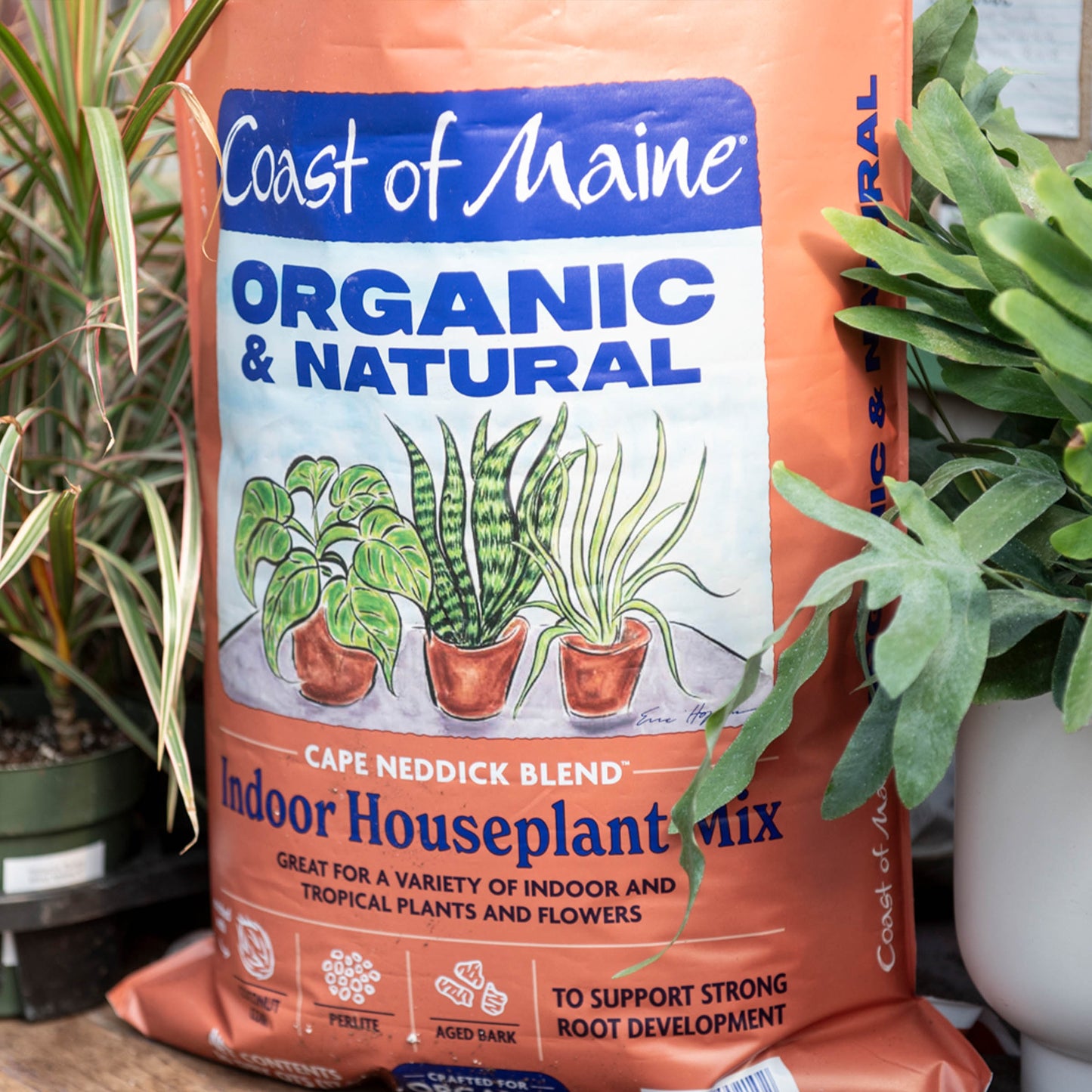 Coast of Maine Cape Neddick Houseplant Mix