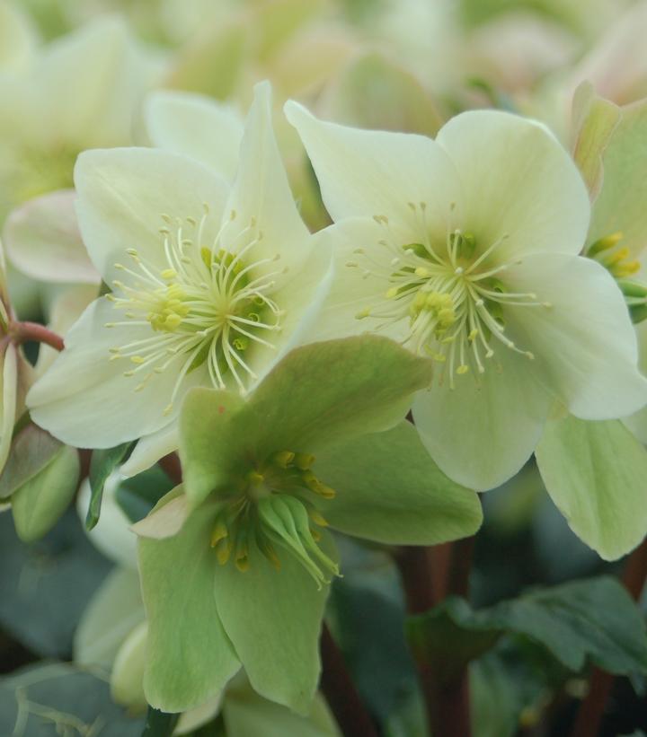 Helleborus Champion LG