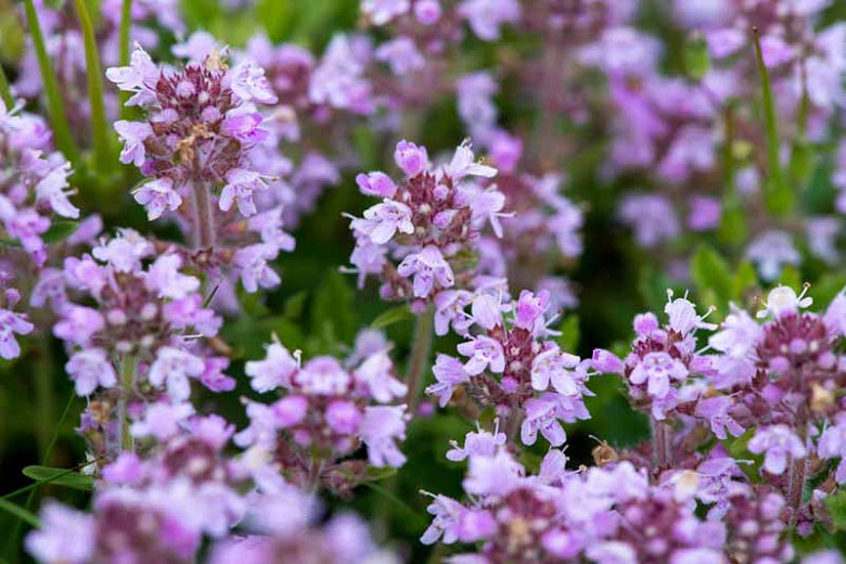 Flowering Lawn Creeping Thyme Seed 500sqft