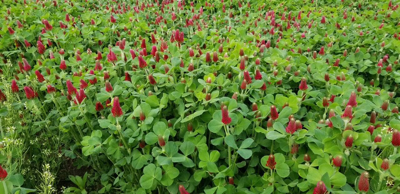 Flowering Lawn Crimson Clover Seed 500sqft