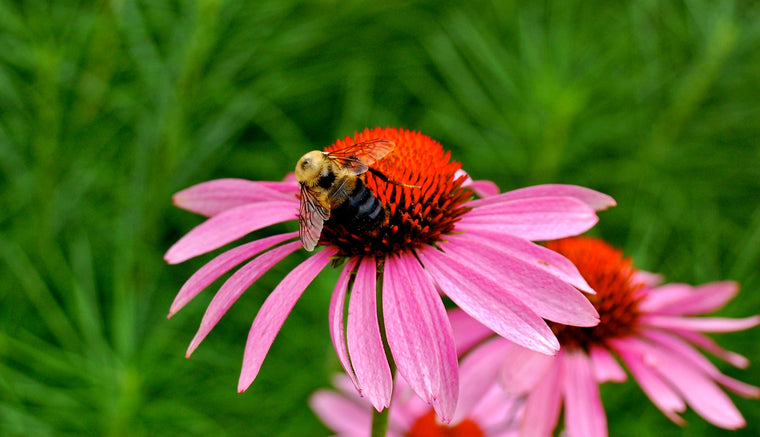 pink echinacea with a bee on the flower