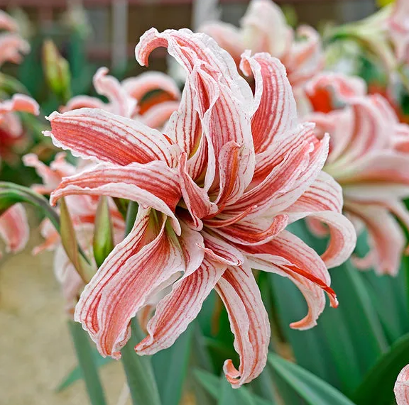 Amaryllis Doublet bulb