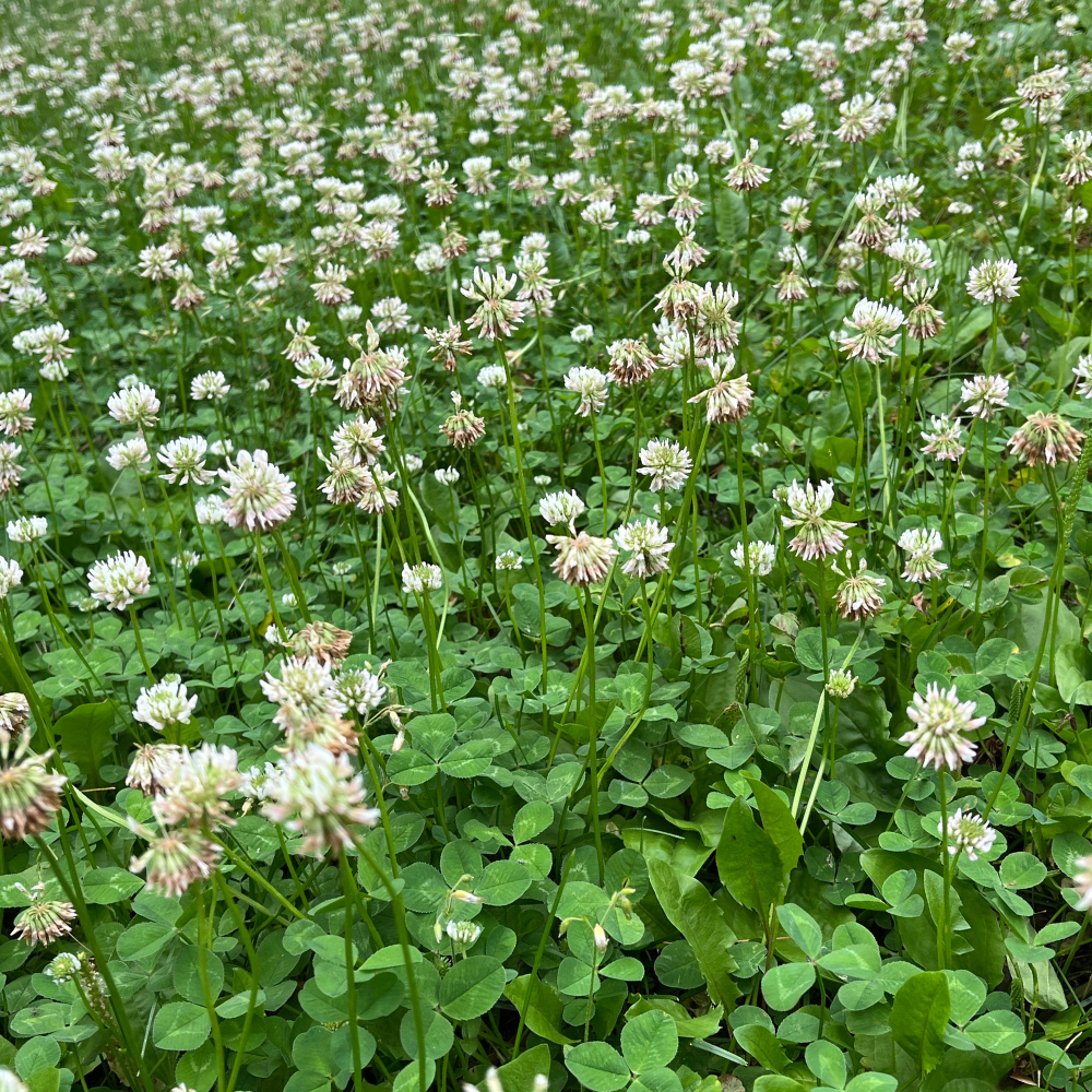 Flowering Lawn Dutch White Clover Seed 500 sqft