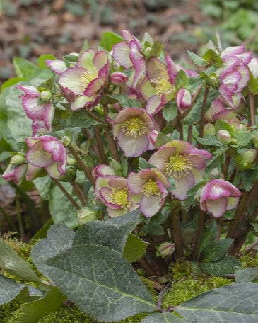Helleborus Frostkiss Cherisa LG