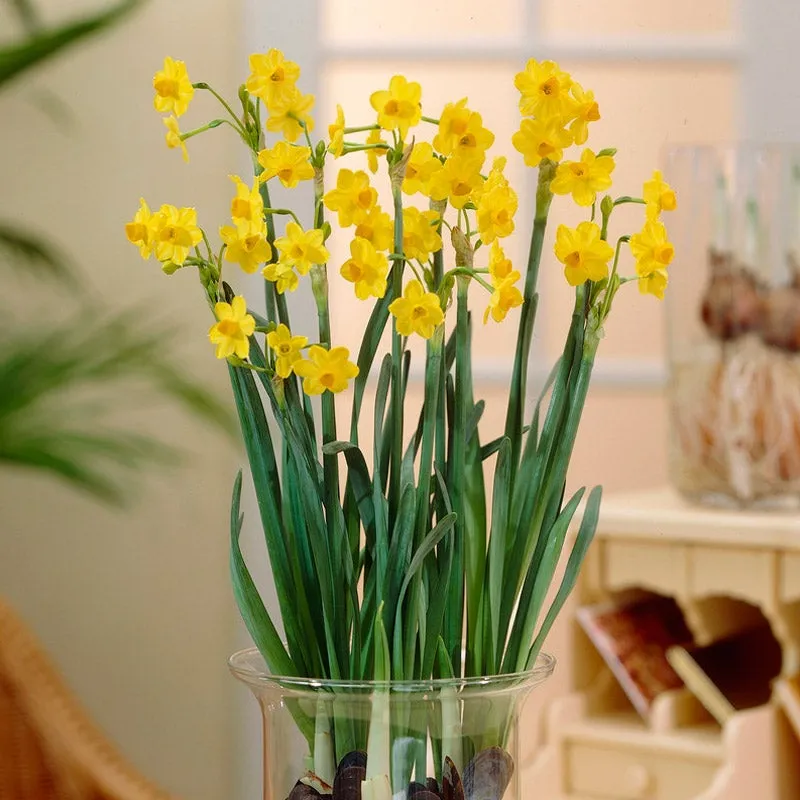 Narcissus Paperwhite Grand Soleil D'Or 4/pk