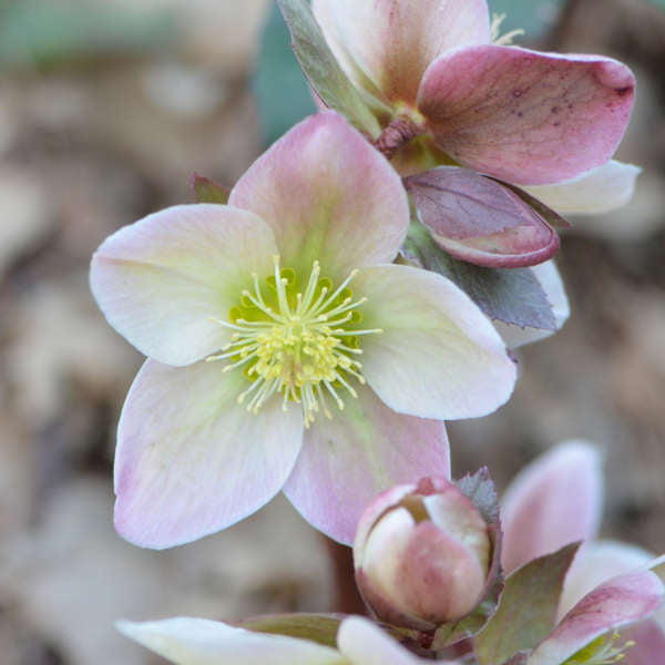 Helleborus Ivory Prince SM