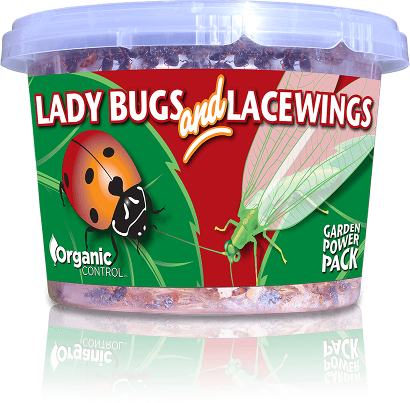 Ladybugs and Lacewings
