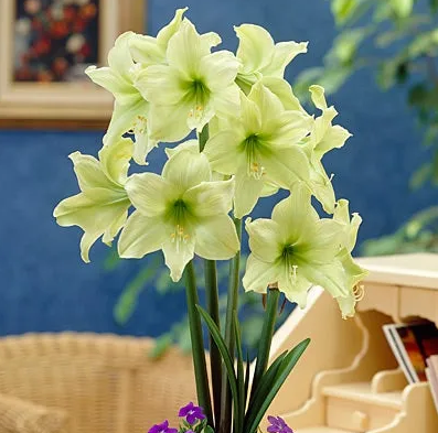 Amaryllis Lemon Star Bulb