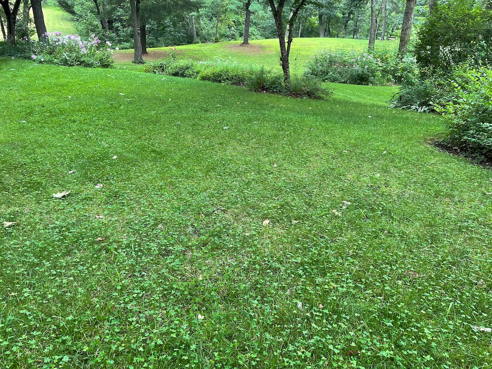 planting micro clover seed Flowering Lawn Micro Clover Seed 500sqft – Natureworks Garden Center