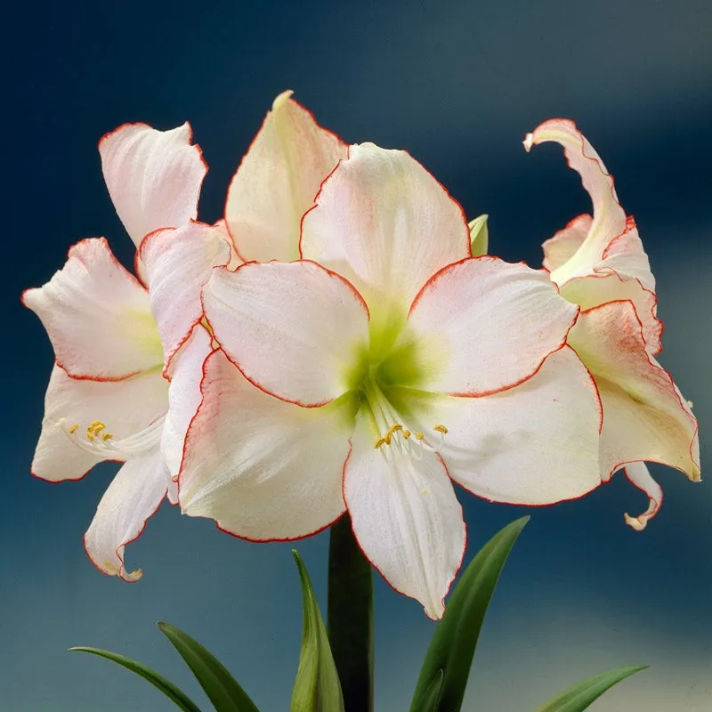 Amaryllis Picotee Bulb