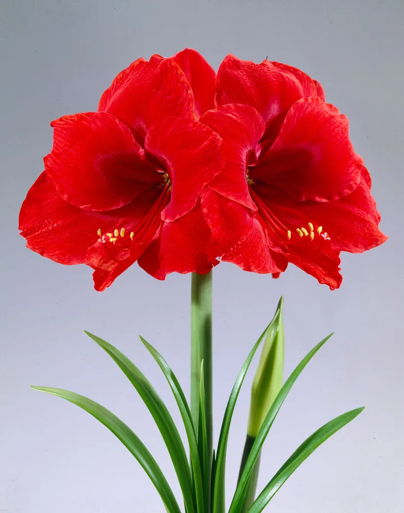 Amaryllis Red Lion Bulb