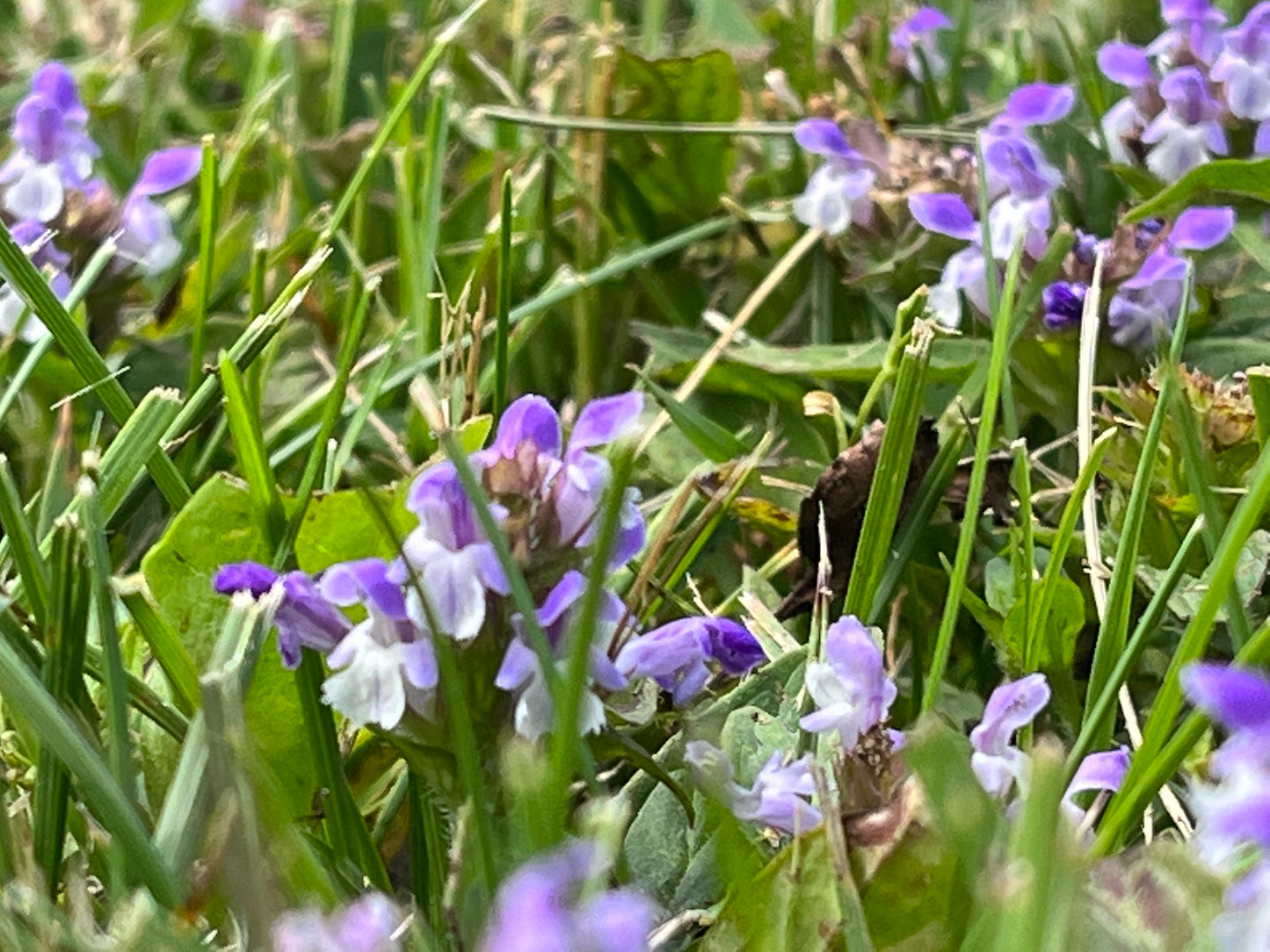 Flowering Lawn Self Heal Seed 250sqft