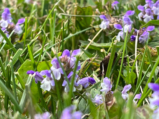 Flowering Lawn Self Heal Seed 250sqft