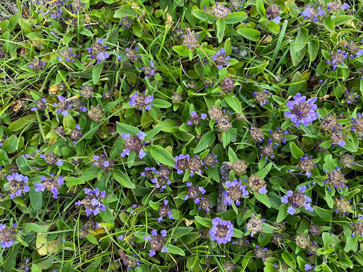 Flowering Lawn Self Heal Seed 500sqft