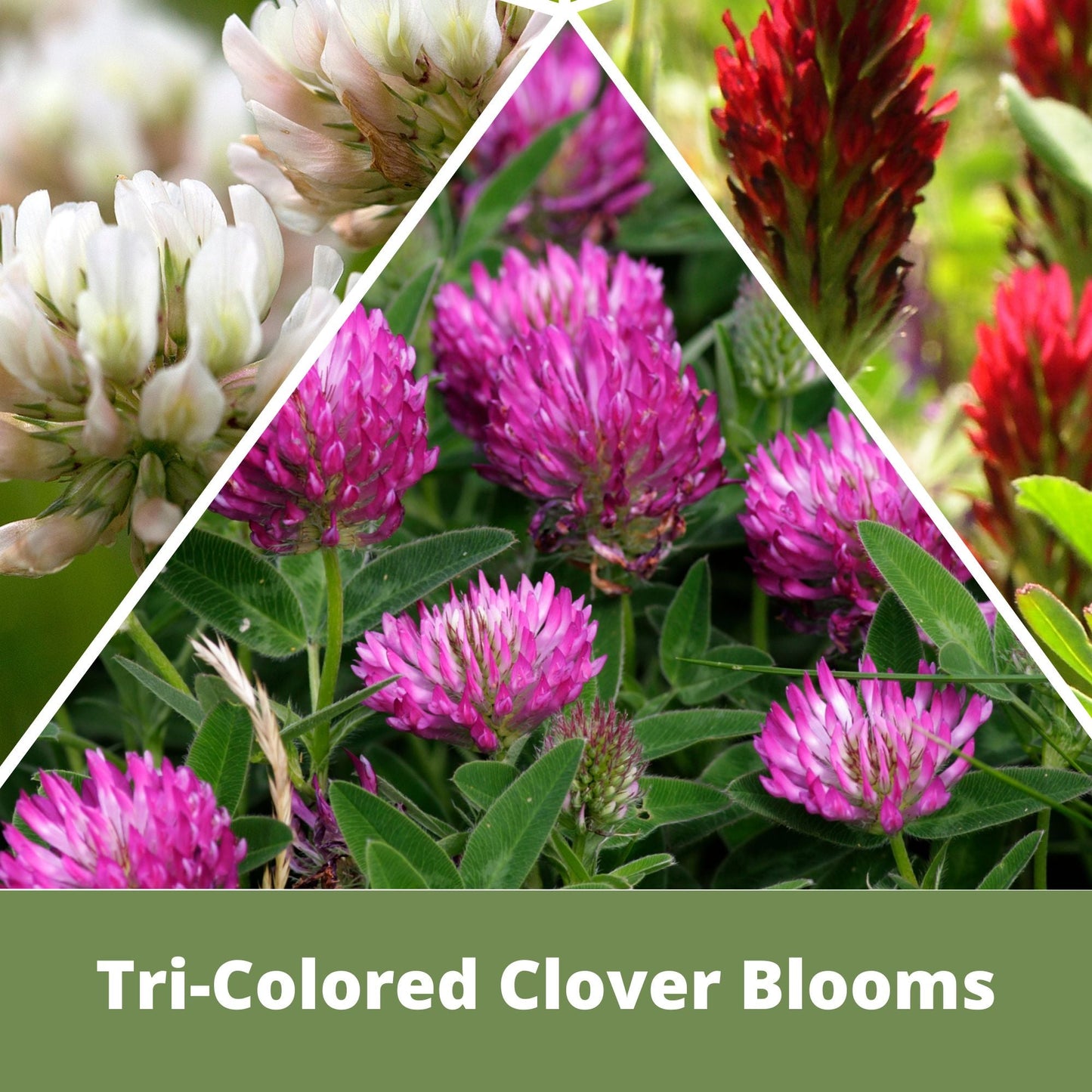 Flowering Lawn Tri-Color Clover Seed 250sqft