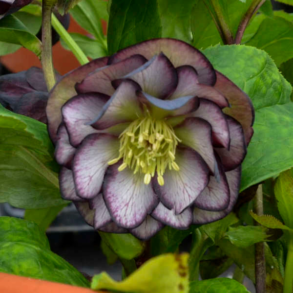 Helleborus Wedding Party Black Tie Affair LG