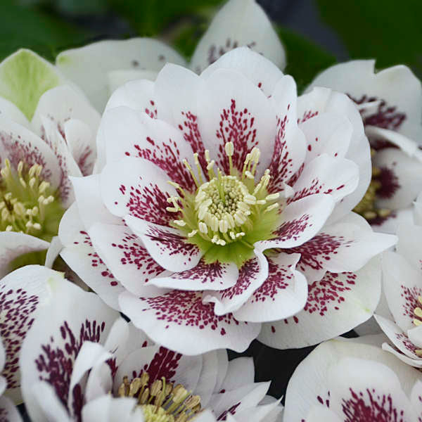 Helleborus Wedding Party Confetti Cake LG