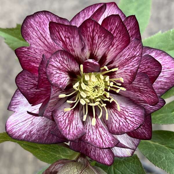 Helleborus Wedding Party Whirlwind Romance LG