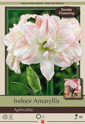 Amaryllis Aphrodite
