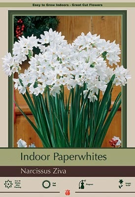 Narcissus Paperwhite Ziva bulb