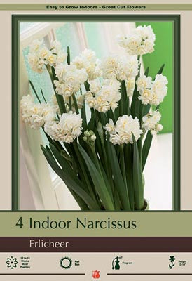 Narcissus Paperwhite Erlicheer 4/pk