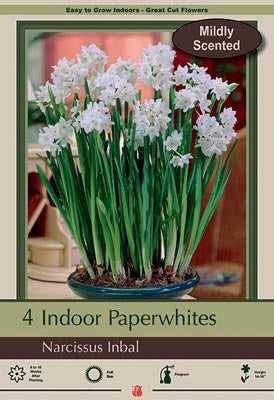 Narcissus Paperwhite Inbal 4/pk