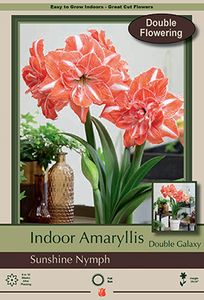 Amaryllis Sunshine Nymph