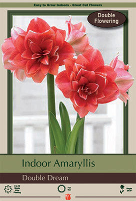 Amaryllis Double Dream