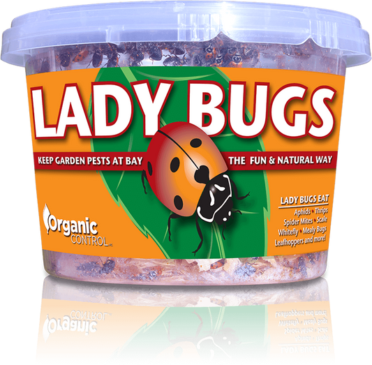 Ladybugs! 500/cup