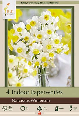 Narcissus Paperwhite Wintersun 4/pk