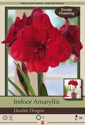 Amaryllis Double Dragon