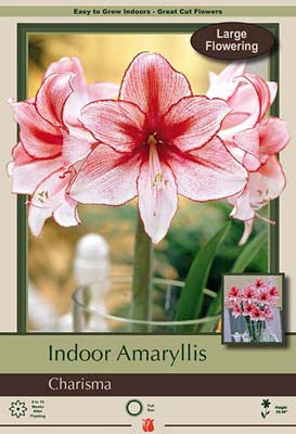 Amaryllis Charisma