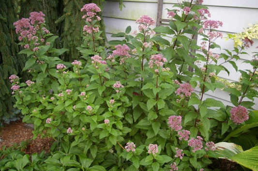 Pinching your Plants in June