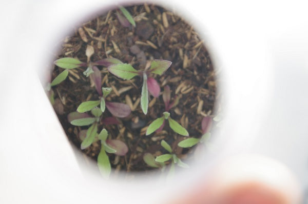 Winter Sowing Outdoors in Milk Jugs