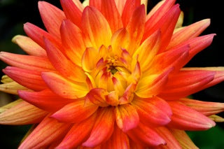 How to Grow and Store Dahlias