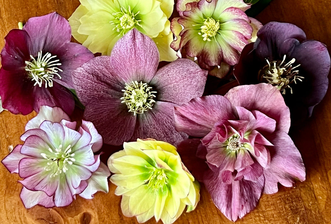 The Hellebore Walk